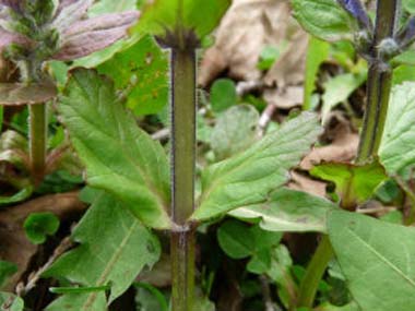 bugleweed stem