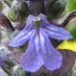 Bugleweed