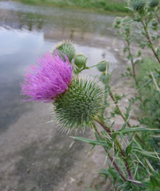 bull thistle flower