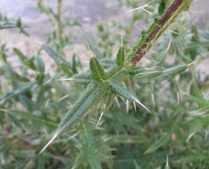 bull thistle leaf