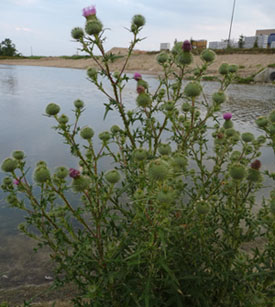 bull thistle