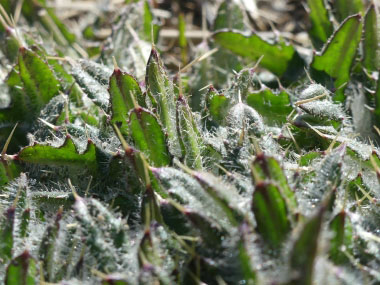 young bull thistle