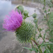 Bull Thistle