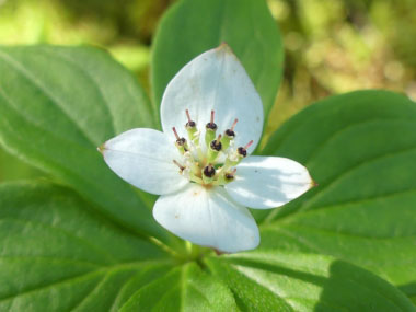 Cornus canadensis flower