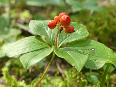 bunchberry leaves