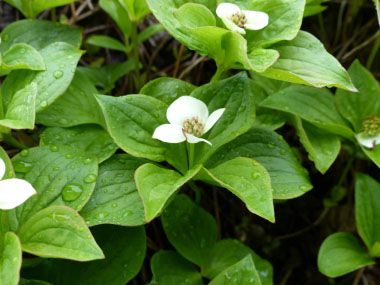 bunchberry plants