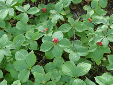 creeping dogwood