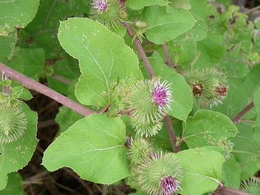 Arctium lappa flower