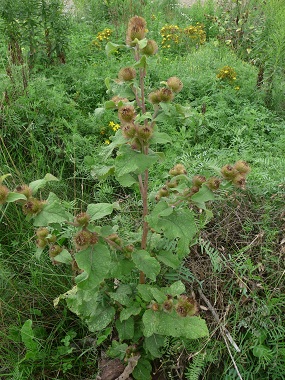 Image of Common burdock plant in fall