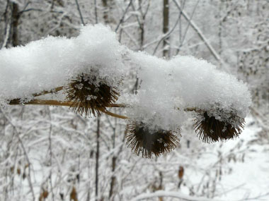 Arctium lappa winter