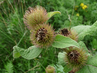 Image of Common burdock burr