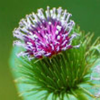 burdock flower