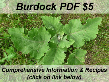 burdock full basal rosette