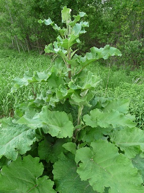 burdock plant