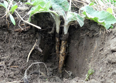 burdock root