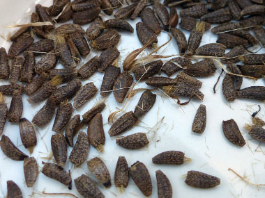 burdock seeds