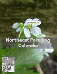 Northeast Foraging Seasons