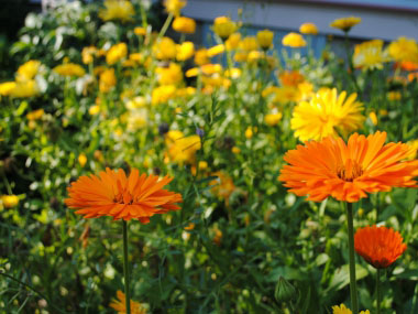 Calendula: Pictures, Flowers, Leaves & Identification | Calendula ...