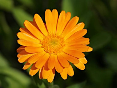 calendula flower