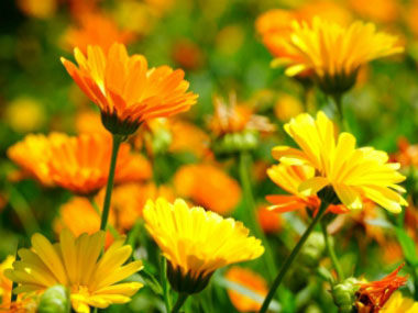 calendula flowers