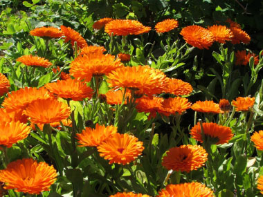 pot marigold