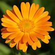 Calendula