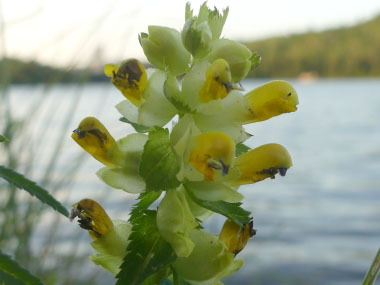 Pedicularis canadensis