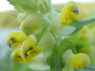 canada lousewort flowers