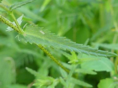 canada lousewort leaves