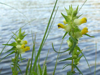 canadian lousewort