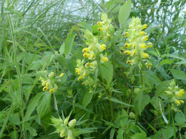 common lousewort