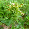 Canada Lousewort