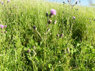 Cirsium arvense plant