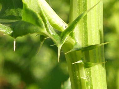 canada thistle barbs