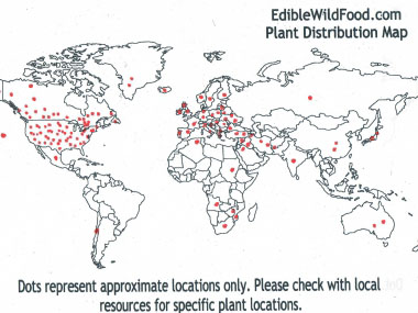 canada thistle distribution