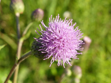 canada thistle flower