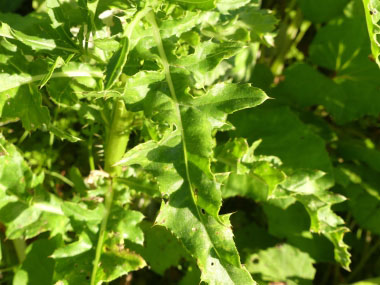 canada thistle leaves