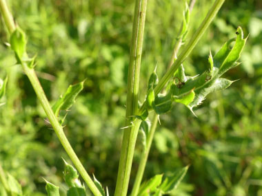 canada thistle stem