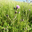 Canada Thistle