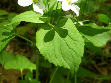 canadian white violet leaves