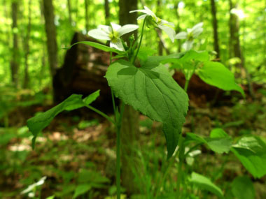 viola canadensis