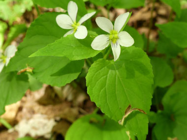 white violet plant