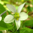 Canadian White Violet