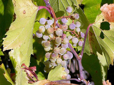 Vitis arizonica grapes