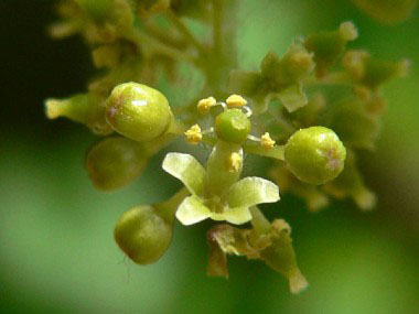 canyon grape flower