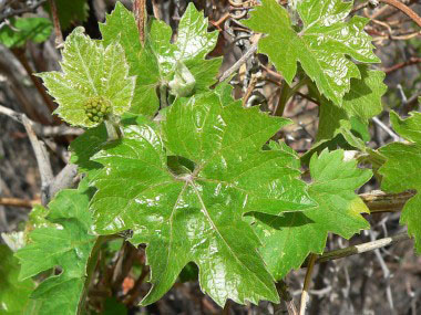 canyon grape leaves