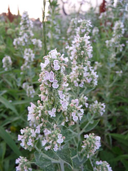 catnip flower