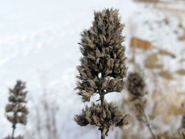 catnip in winter