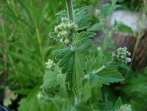 catnip leaf