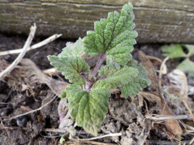 catnip new growth